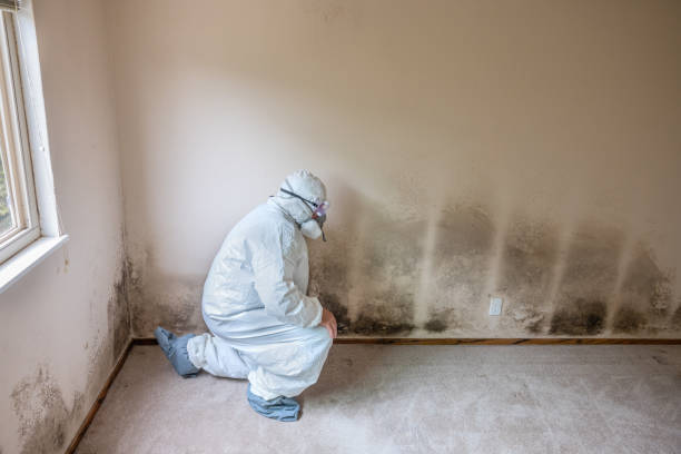 Best Post-Flood Mold Remediation in University, MS