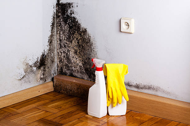 Best HVAC Mold Remediation in University, MS